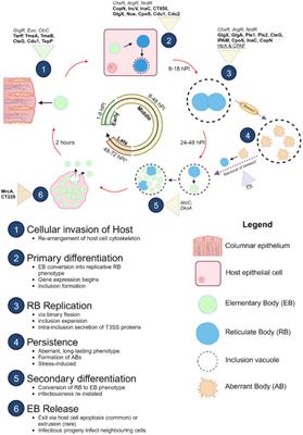 Molecular pathogenesis of Chlamydia trachomatis